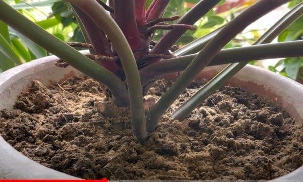 Comprehensive Guide to Growing and Caring for Philodendron Erubescens