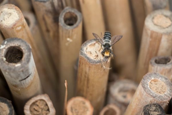 Creating Carpenter Bee Homes A Guide to Building Beneficial Habitats