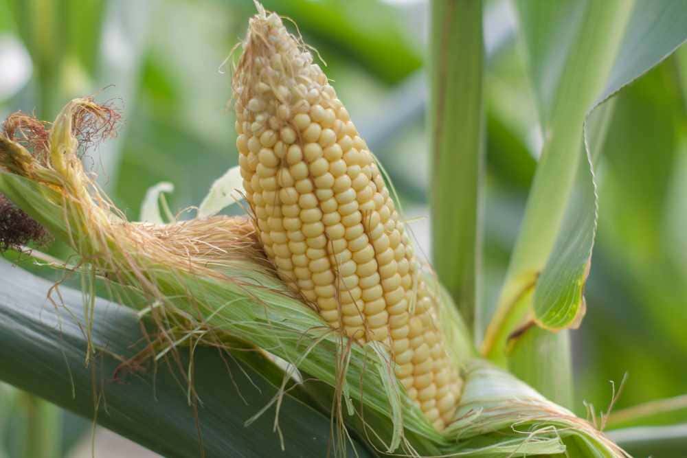Growing Corn in Raised Beds A Comprehensive Guide for Success