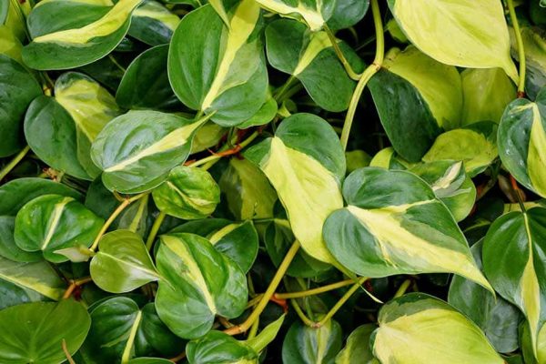 Growing and Caring for Philodendron Brasil A Guide