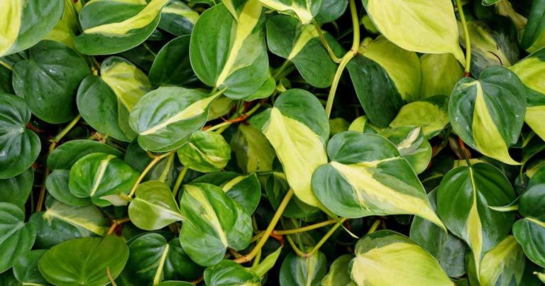 Growing and Caring for Philodendron Brasil A Guide