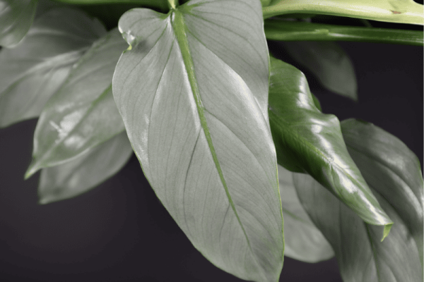 Growing and Caring for Philodendron Silver Sword A Guide