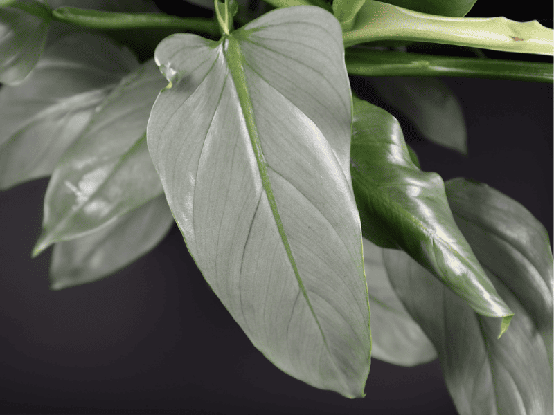 Growing and Caring for Philodendron Silver Sword A Guide