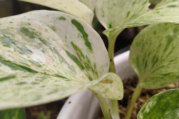 Growing and Caring for Snow Queen Pothos A Guide
