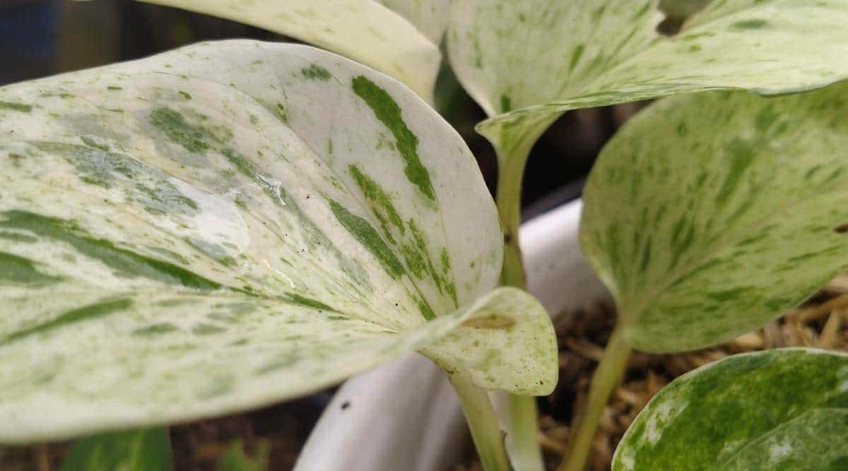Growing and Caring for Snow Queen Pothos A Guide