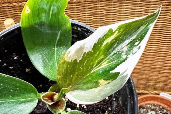 Growing and Caring for White Wizard Philodendron A Guide