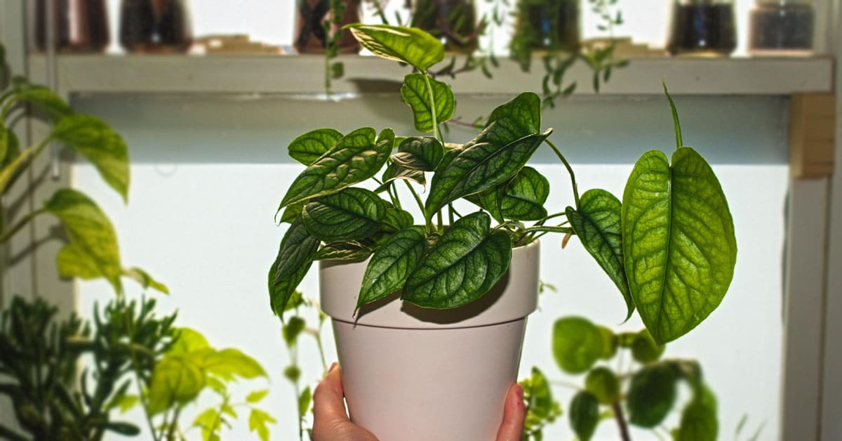 Guide on How to Grow and Care for Monstera Siltepecana