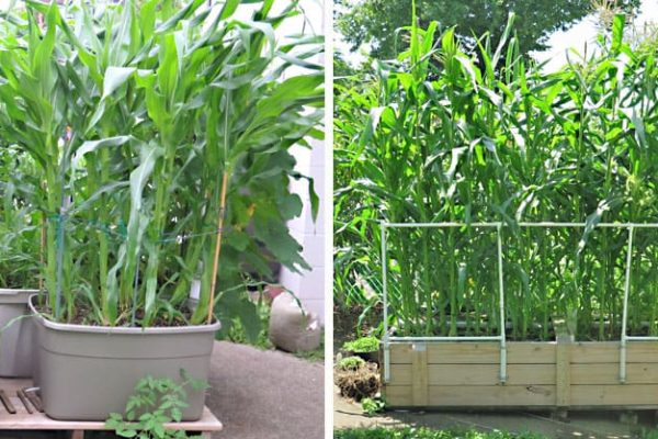 Mastering Corn Cultivation in Raised Bed Gardens