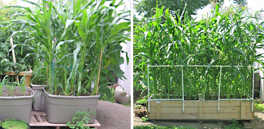 Mastering Corn Cultivation in Raised Bed Gardens