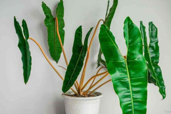 Philodendron Billietiae A Guide to Growth and Care