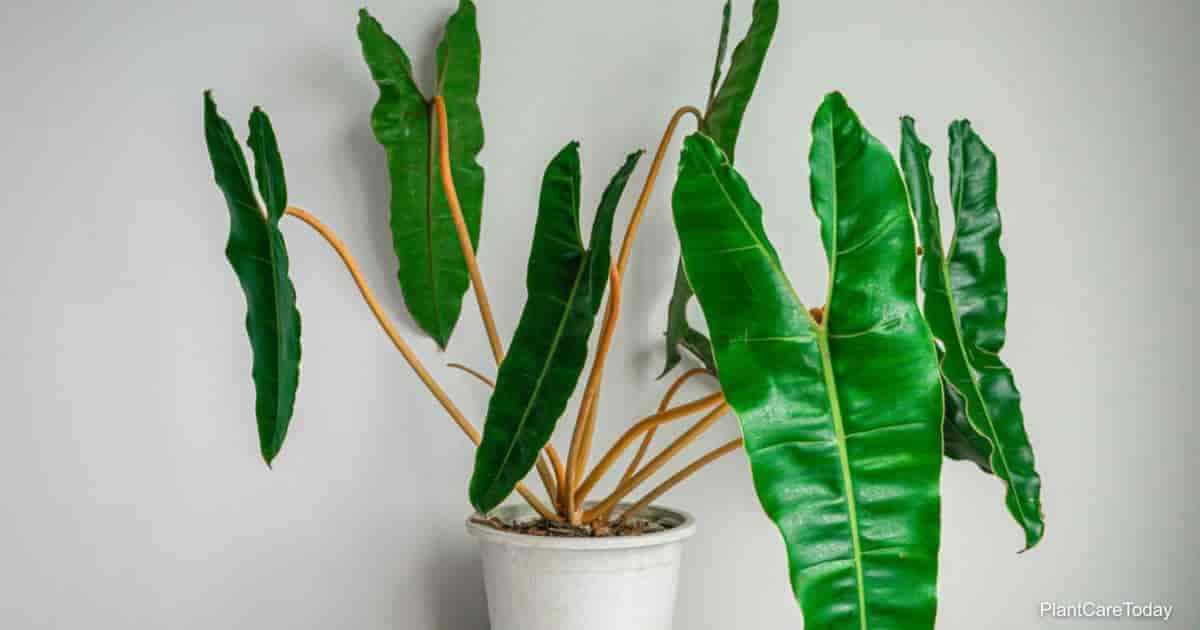 Philodendron Billietiae A Guide to Growth and Care