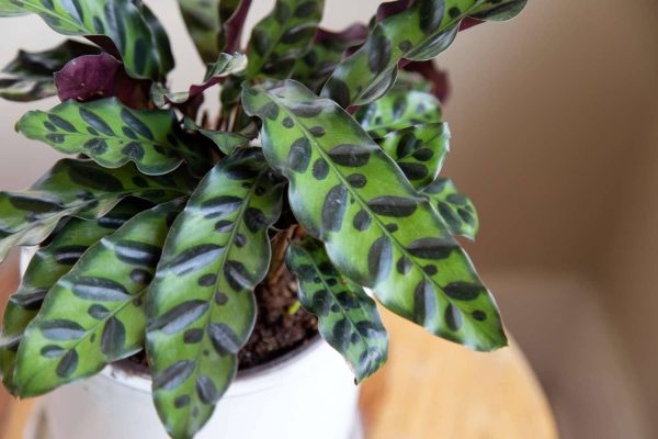Propagate Rattlesnake Plant A Comprehensive Guide to Cultivation and Care