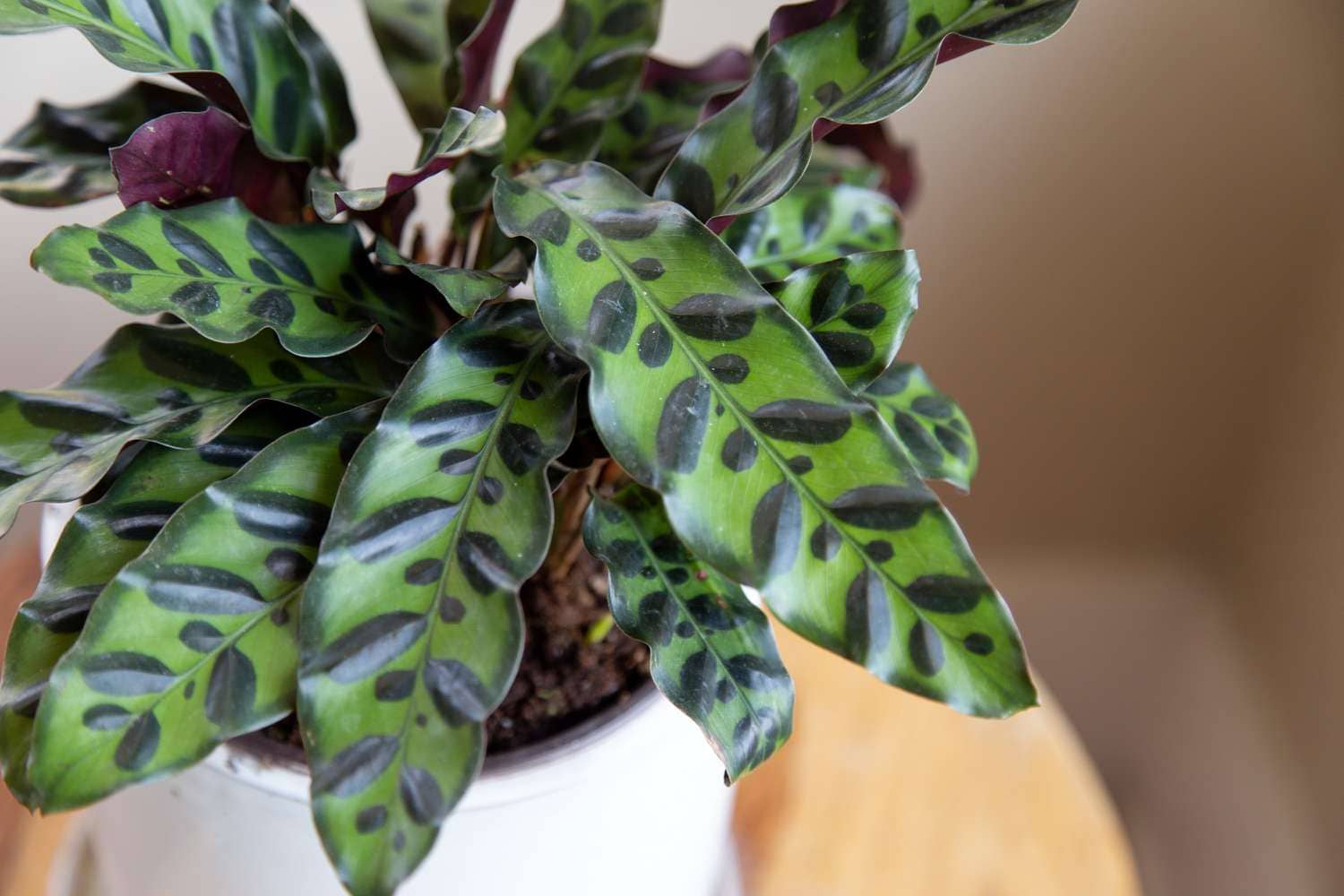 Propagate Rattlesnake Plant A Comprehensive Guide to Cultivation and Care