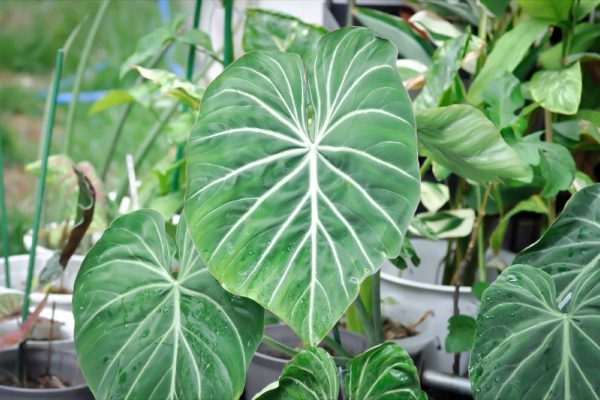 The Allure of Philodendron Gloriosum A Exploration