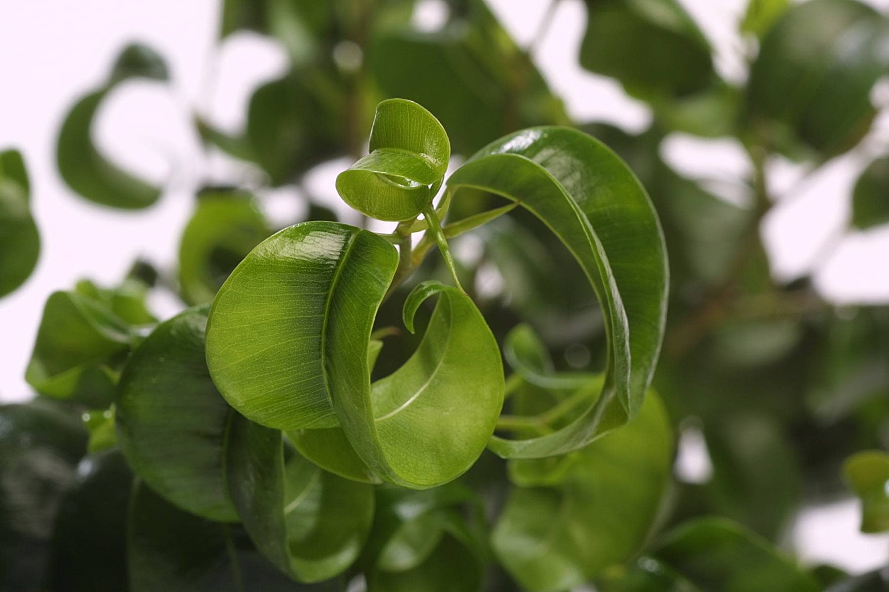 The Enchanting World of Curly Green Plants