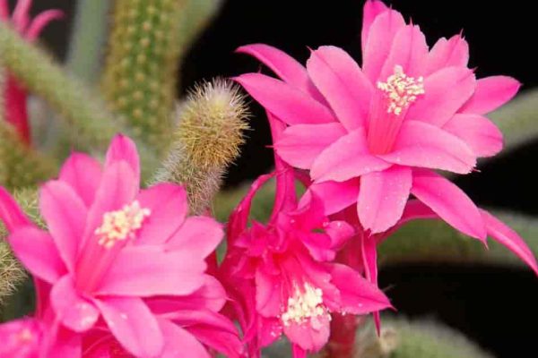 The Fascinating Tale of the Rat's Tail Plant A Botanical Wonder Unveiled