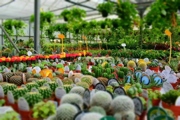Types of Plant Nursery A Comprehensive Guide to Choosing the Perfect Nursery for Your Garden