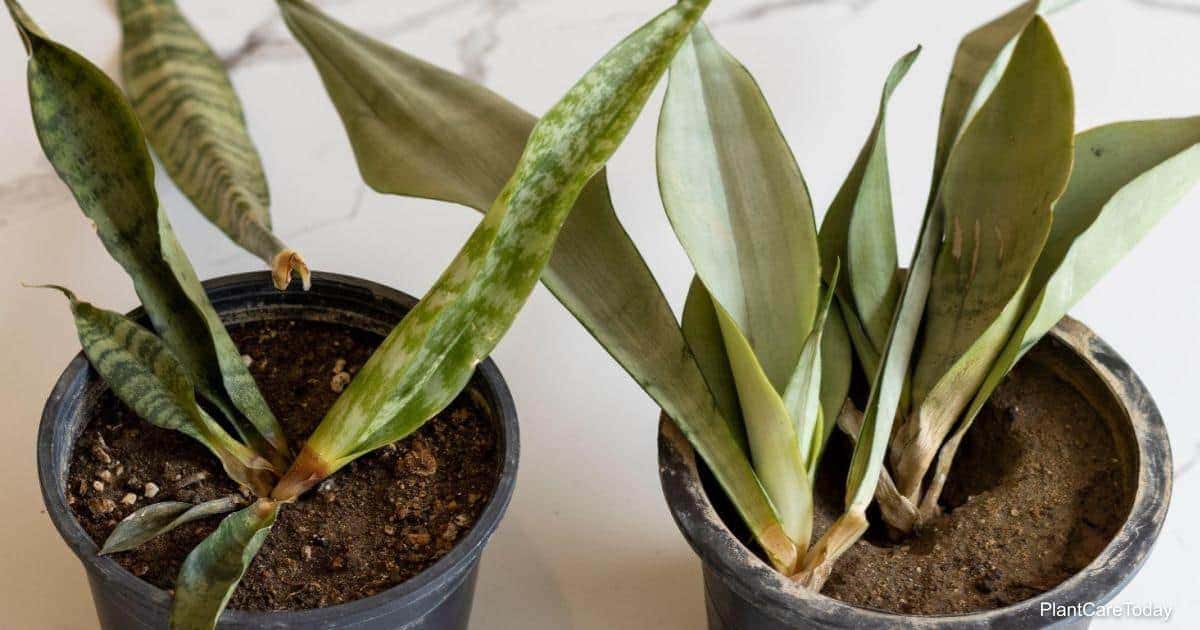 Understanding and Addressing Mold on Snake Plants A Guide