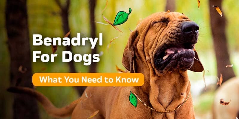 Understanding the Safe Use of Benadryl for Dogs