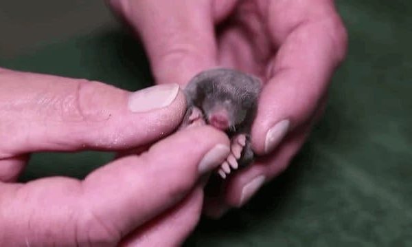 Unveiling the Menace Moles in Basement