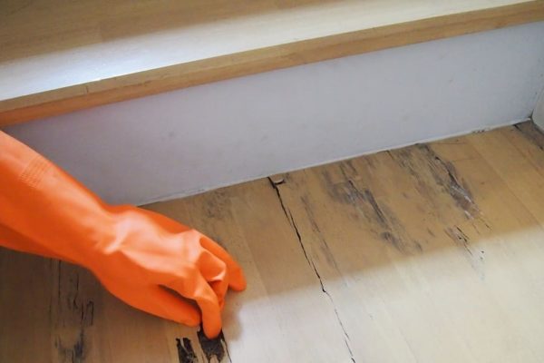 Using Salt to Combat Fleas on Hardwood Floors A Comprehensive Guide