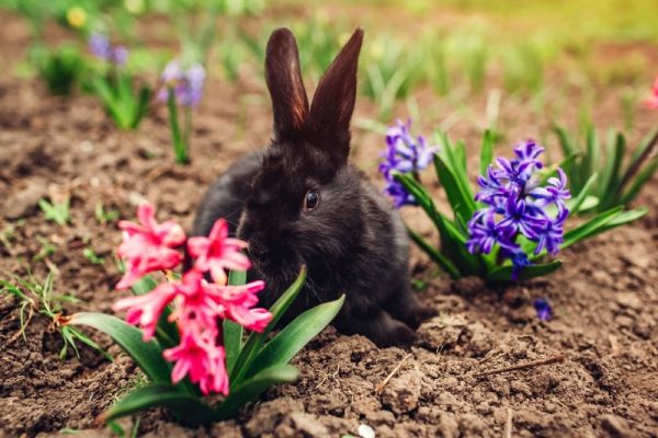 Understanding the Dietary Habits of Rabbits Do They Eat Vinca Flowers?