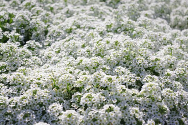 Exploring the Allure of Allyssum A Guide to Cultivation, Varieties, and Benefits
