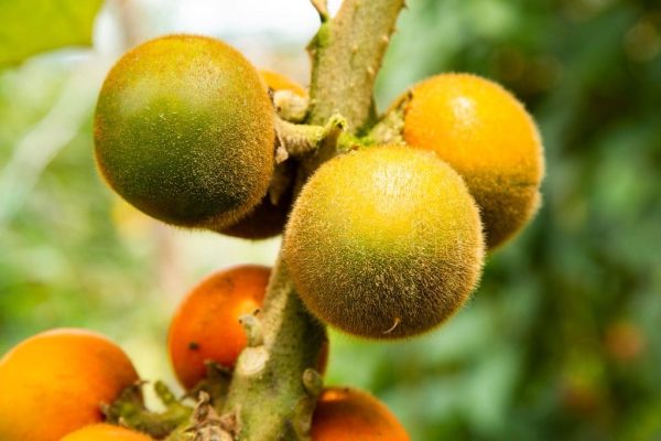 Lulo: Discovering the Exotic Fruit of Colombia