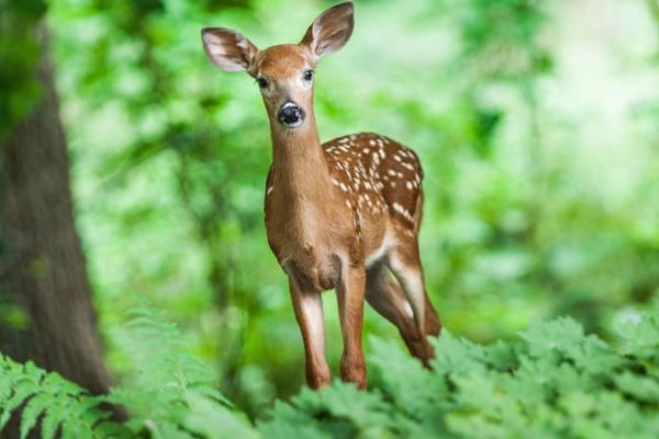 Tantalizing Tickseed A Guide to Deer-Resistant Gardening