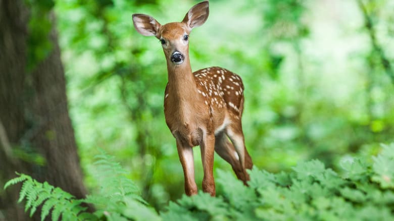 Tantalizing Tickseed A Guide to Deer-Resistant Gardening