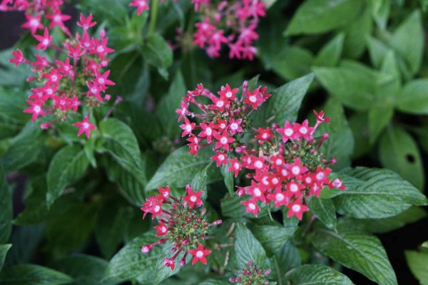 The Guide to Growing and Caring for Pentas Flowers