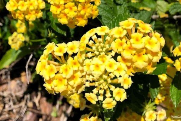The Marvels of Yellow Lantana A Comprehensive Guide