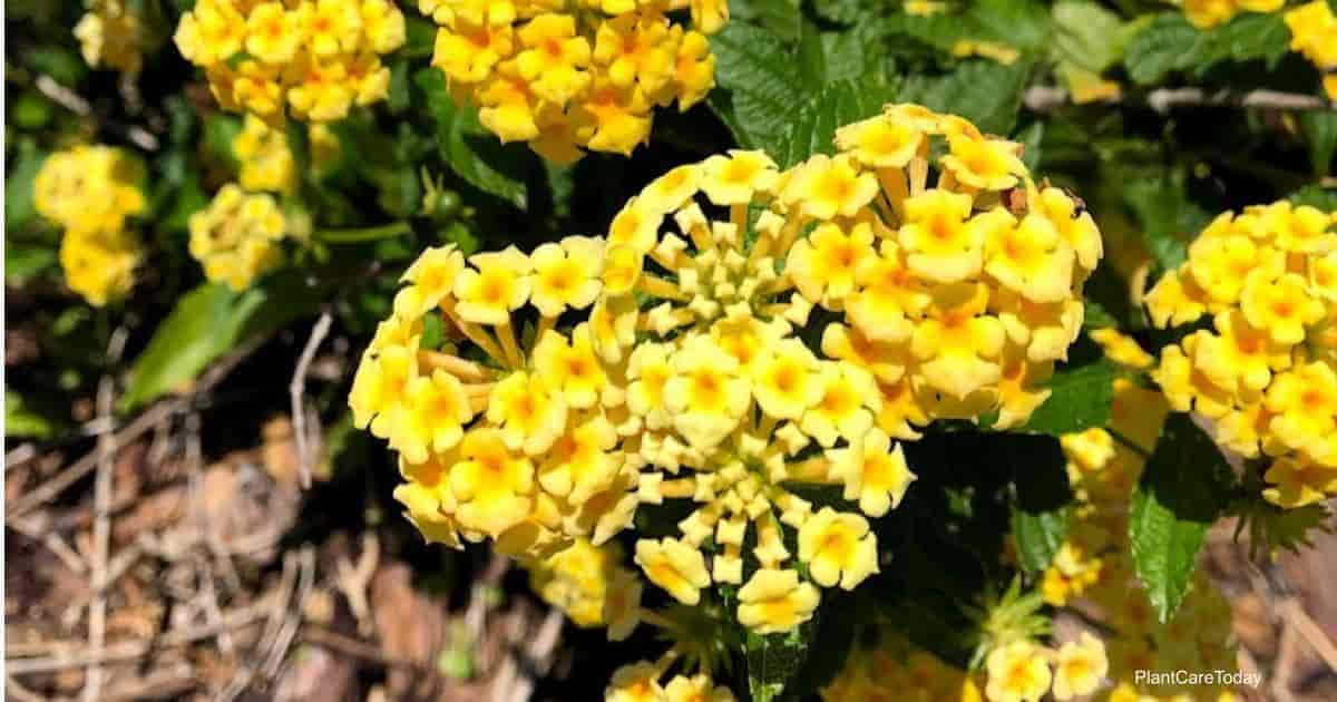 The Marvels of Yellow Lantana A Comprehensive Guide