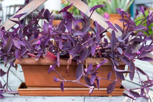 The Mesmerizing World of Purple Leaf Plants Exploring Nature's Vivid Palette
