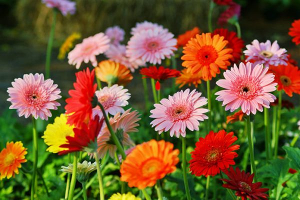 The Radiant Beauty of Gerberas Exploring Nature's Vibrant Masterpieces