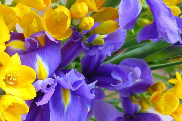 Unveiling the Allure of Purple and Yellow Flowers Nature's Marvels