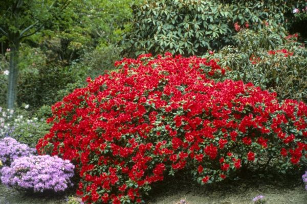 Unveiling the Mystique of Red Plants Exploring Nature's Scarlet Wonders