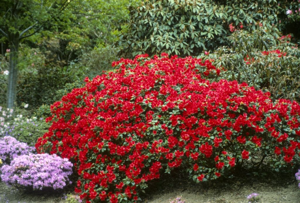 Unveiling the Mystique of Red Plants Exploring Nature's Scarlet Wonders