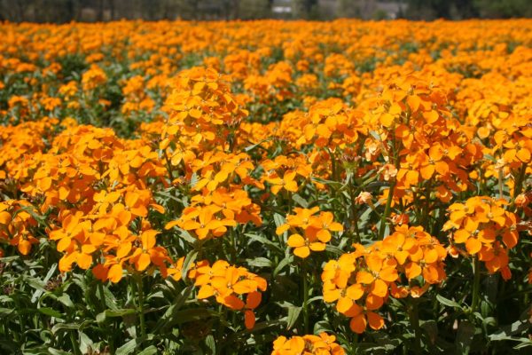 Unveiling the Splendor of the Siberian Wallflower