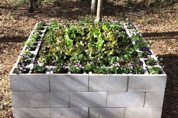 Cinder Block Garden Ideas Elevating Your Green Space