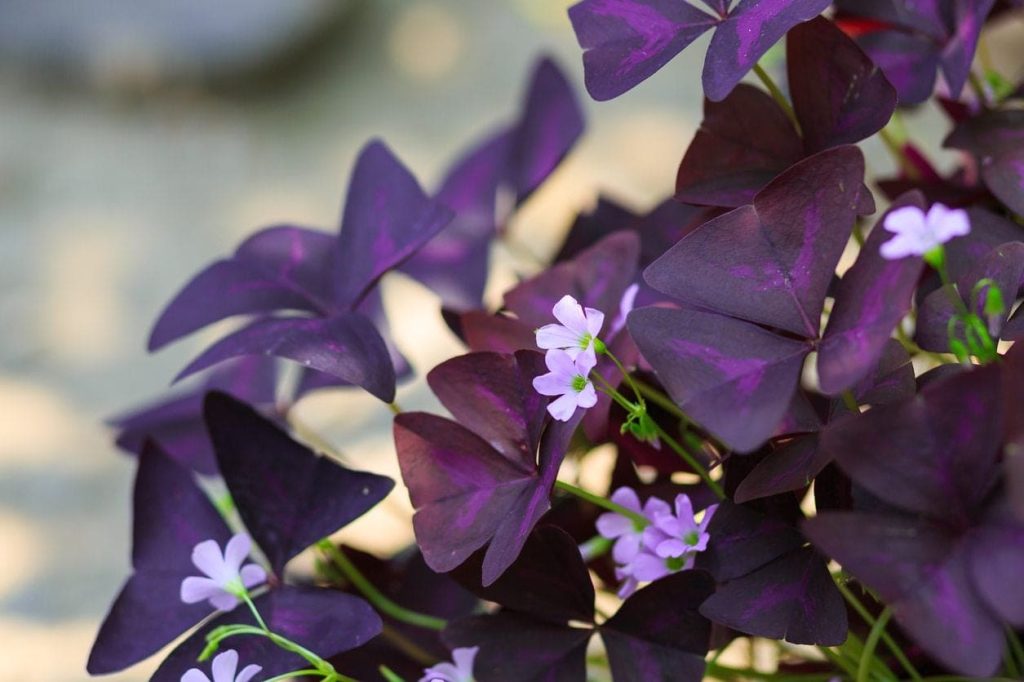 Expert Guide to Oxalis Planting