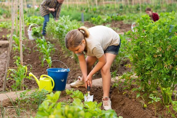 Farm Garden A Guide to Growing Your Own Produce