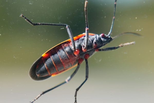 How to Get Rid of Boxelder Bugs A Comprehensive Guide