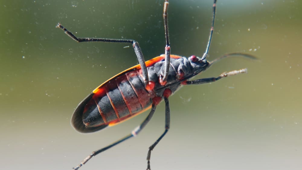 How to Get Rid of Boxelder Bugs A Comprehensive Guide