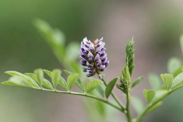 Licorice Plant: A Natural Wonder for Health and Flavor