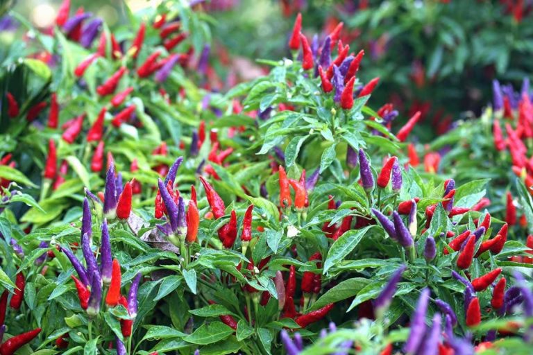 Ornamental Pepper Enhancing Your Garden with Colorful Spice