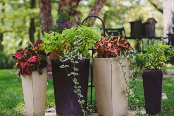 Plants in a Barrel Enhancing Your Garden with Creative Container Gardening