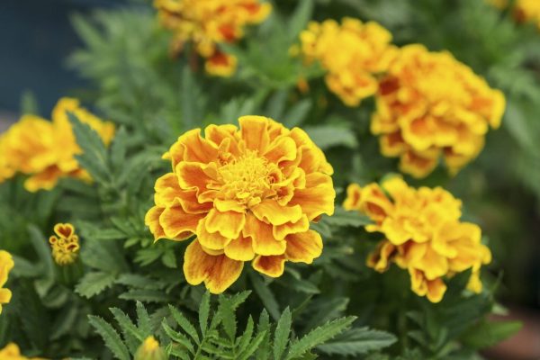 Unlocking the Beauty and Benefits of French Marigolds: 7 Must-Know Tips for Growing Success