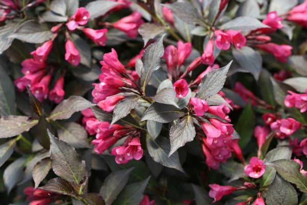 Weigela A Blossoming Symphony of Color and Elegance in the Garden
