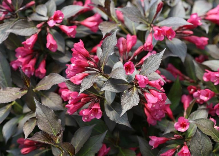 Weigela A Blossoming Symphony of Color and Elegance in the Garden